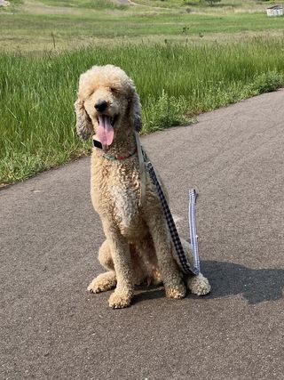 Nova, a cream goldendoodle, sitting on a paved trail